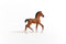 schleich HORSE CLUB - Oldenburger veulen - 13947