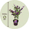 Plant in a Box - Callicarpa bodinieri 'Profusion' - struik - pot 19cm - hoogte 50-60cm