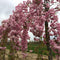 Japanse treur sierkers | Prunus serrulata 'Kiku-shidare-zakura' 6-10 cm 220 cm| Bomenbezorgd.nl
