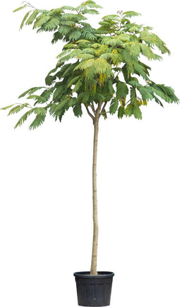 Perzische Slaapboom Albizia julibrissin 425 cm