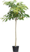 Perzische Slaapboom Albizia julibrissin 425 cm