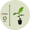 Plant in a Box - Musa Basjoo - Set van 2 - Winterharde bananenplanten - Tuinbanaan - Pot 9cm - Hoogte 25-40cm