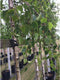 Ruwe berk | Betula pendula 10-14 cm | Bomenbezorgd.nl