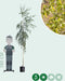 Treurberk | Betula pen. 'Tristis' 10-14 cm 180-200 cm| Bomenbezorgd.nl