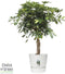 Schefflera Arboricola Gold Capella in Elho® Greenville pot ↨ 100cm - hoge kwaliteit planten