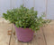Hebe groenblijvend vaste plant met groen blad