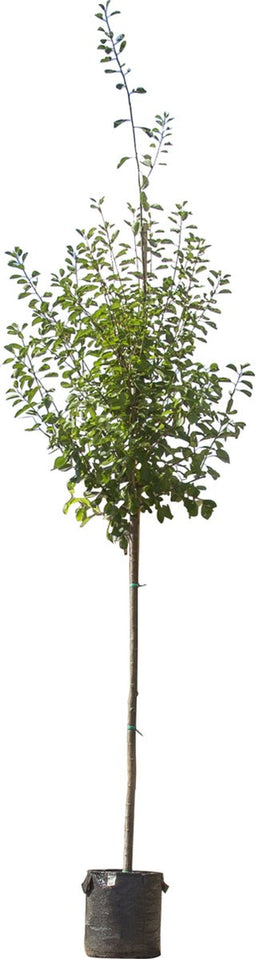 Grote pruimenboom Victoria | Prunus d. Victoria 10-14 cm | Bomenbezorgd.nl