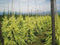 Cedrus deodara 'Golden Horizon'; Totale hoogte 55+cm incl. Ø23cm pot | Himalajaceder | Zeer decoratief en wintergroen