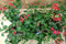 Oostenrijkse Hanggeranium 10 potjes per tray kleur rood