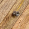 vidaXL - Wandtafel - 118x30x80 - cm - massief - mangohout