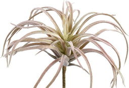 PTMD succulent plant lichtroze tillandsiapluk