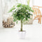 Schefflera Arboricola Nora - Bakker Mondo - Groene Plant- Hoogte 80 cm