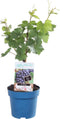Goed & Groen - Blauwe druif 'Vitis Regent' -↨ 70cm - Potmaat 21cm - Kwaliteit Planten - Tuin Plant - Tuinplantenplanten - Sfeer