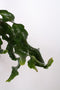Goed & Groen - Epiphyllum guatamalense - ↨ 40cm - Potmaat 17 - Exclusieve Kwaliteit Planten - Kamer Plant - Kamerplanten - Sfeer - Interieur