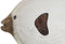 Decoratieve figuren Home ESPRIT Wit Natuurlijk Vis 24 x 10 x 33 cm