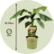 Plant in a Box - Musa Basjoo - Set van 2 - Winterharde bananenplanten - Tuinbanaan - Pot 21cm - Hoogte 55-70cm