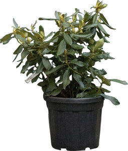 2 stuks! Rhododendron Nova Zembla Rhododendron Nova Zembla 70 cm