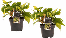 Megaplant.nl Decorum Duo Philodendron Brazil - Philodendron Scandens