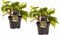 Megaplant.nl Decorum Duo Philodendron Brazil - Philodendron Scandens