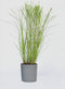 Plant in a Box - Miscanthus Gracilimus - Winterhard Siergras - Pot 23cm - Hoogte 40-60cm