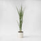 Plant in a Box - Panicum virgatum - Panicum northwind siergras winterhard - Pot 23cm - Hoogte 40-60cm