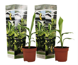 Plant in a Box - Musa Basjoo - Set van 2 - Winterharde bananenplanten - Tuinbanaan - Pot 9cm - Hoogte 25-40cm