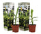 Plant in a Box - Musa Basjoo - Set van 2 - Winterharde bananenplanten - Tuinbanaan - Pot 9cm - Hoogte 25-40cm