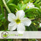 Plant in a Box - Adenium Obesum - Witte Woestijnroos - Mooie bloemen en frisgroen blad - Pot 13cm - Hoogte 30-40cm