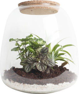Ecosysteem ‘Dragon Tail’ - Broekhof Adding Value - Groene plant- Hoogte 25 cm