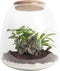 Ecosysteem ‘Dragon Tail’ - Broekhof Adding Value - Groene plant- Hoogte 25 cm
