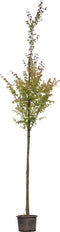 Katsuraboom hoogstam 300 cm | Cercidiphyllum japonicum 10-14 cm | Bomenbezorgd.nl