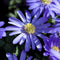 Plant in a Box - Anemone Blue Shades x45 - Griekse windbloem - Winterharde bloembollen voor tuin, terras of balkon