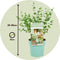 Plant in a Box - Eucalyptus parvifolia 'Oliva' - Set van 2 - Eucalyptusstruik - Tuinplant - Pot 15cm - Hoogte 35-45cm