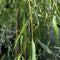 Treurwilg | Salix sepulcralis 'Chrysocoma' 20-25 cm 220-240 cm| Bomenbezorgd.nl