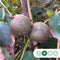 Roodbladige walnotenboom | Juglans r. 'Purpurea' 1-3 cm | Bomenbezorgd.nl