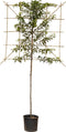 2 stuks! Portugese laurier leiboom 120 cm Prunus lusitanica 240 cm