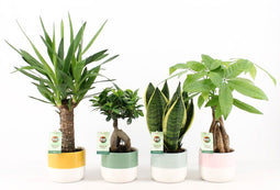 Amazone Mix in Two Tone keramiek