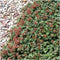 Plants by Frank | 48 Stekelnoot planten | Acaena microphylla 'Kupferteppich' | Winterharde bodembedekker | Winterharde planten voor de tuin | Winterharde vaste planten meerjarig | Winterharde tuinplanten