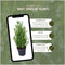 Plants by Frank | Geurende Rozemarijn struik | 15 cm Ø | 40-50 cm ↨ | Rozemarijn plant | Winterharde Tuinplant | Geurhaag | planten | Rosmarinus officinalis