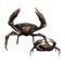 Pole to Pole - Crab L