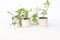 Plant in a Box - Mix van 4 Fruitplanten - Goji, blauwbes, veenbes (cranberry), kiwi - Super gezonde Smoothiemix - Pot 9cm - Hoogte 25-40cm