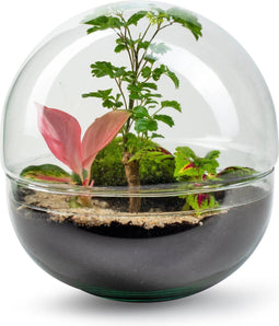 Biodome Forest -Terrarium - 30cm