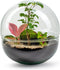 Biodome Forest -Terrarium - 30cm