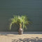 Geleipalm Butia capitata 110 cm