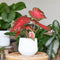 Plant in a Box - Caladium Postman Joyner - Tropische Kamerplant - Pot 12cm - Hoogte 25-40cm