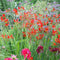 Plant in a Box - Crocosmia 'Lucifer' Montbretia - set van 50 - Knollen - Tuinbloemen - Rood - Volgroeide hoogte: 70 cm