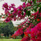 Plant in a Box - Bougainvillea - Bougainvillea op rek - Roze bloemen - Klimplant - Tuinplant - Pot 17cm - Hoogte 50-60cm