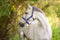 Kerbl Mustang - Halster - Verstelbare neus- en hoofdriem - Blauw/Zwart