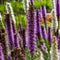 Plant in a Box - Liatris - Mix van 40 - Lampenpoetser - Wortelstokken - Prachtschaarde - Bloeiende vaste plant