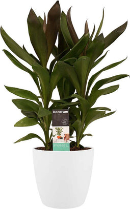 Decorum Cordyline Glauca met Elho brussels white – ↨ 60cm – ⌀ 19cm